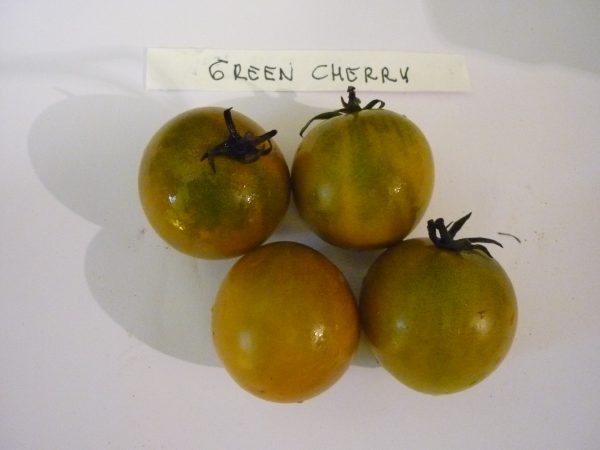 Green Cherry