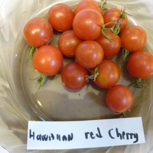 Hawaiian Red Cherry