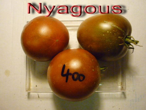 Nyagous