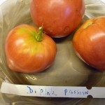 Dwarf Pink Passion