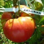 Lescana