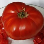 Neves Azorean Red