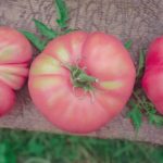 German Pink German Pink