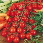 ciliegino a grappolo