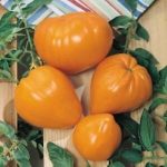 Fraise orange Fraise orange