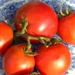 Grosse Lisse Red Grosse Lisse Red