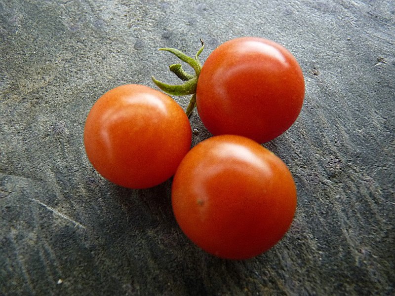Jalapa Jalapa