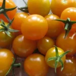 Sungold F1